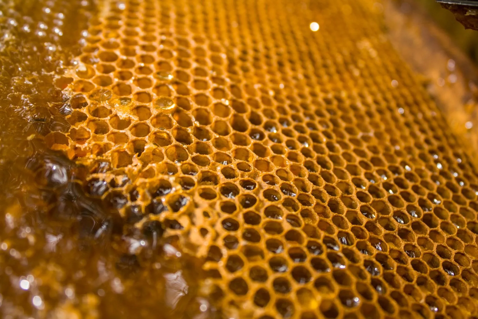 Capped honeycomb shining with dark honey