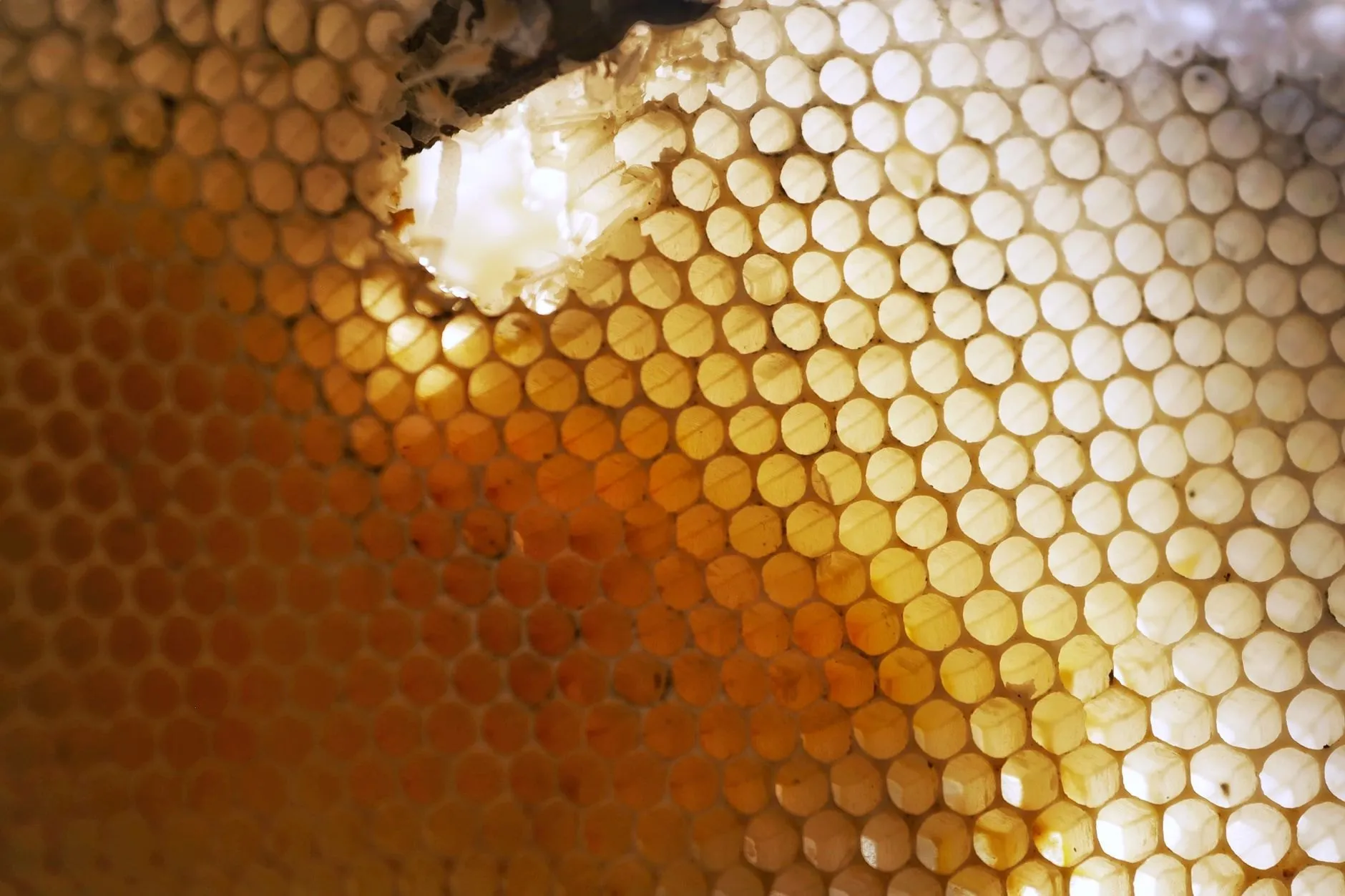 Light shining through honeycomb, some cells capped white and some full of amber honey