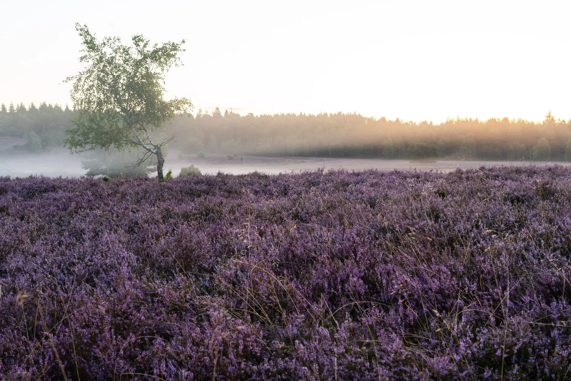 Morning mist over a field of flowering heather with a single birch tree