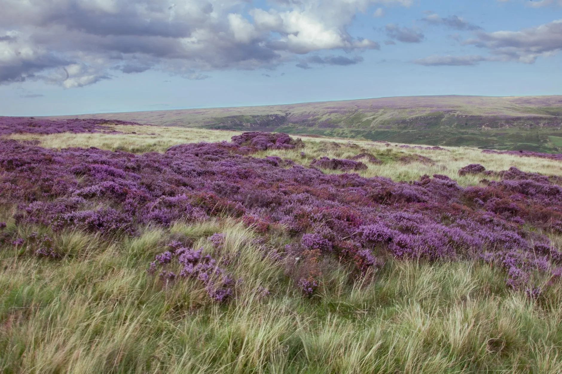 Heather flowering across the open moor