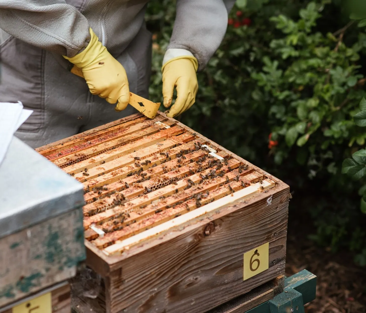 Every colony is inspected every nine days from April to August. We take only what the bees can spare.