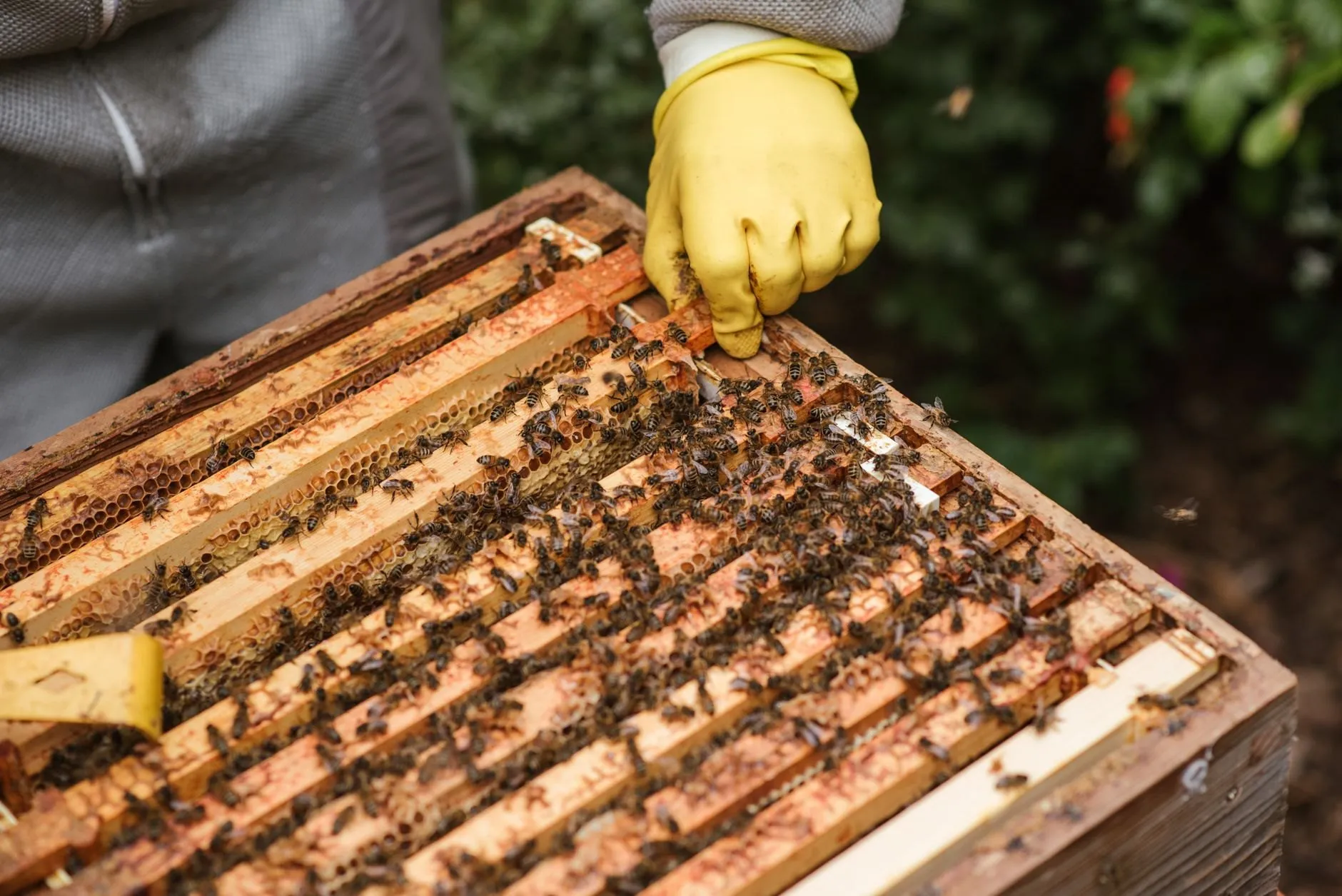 A gloved hand working a hive tool along the top bars of an open hive