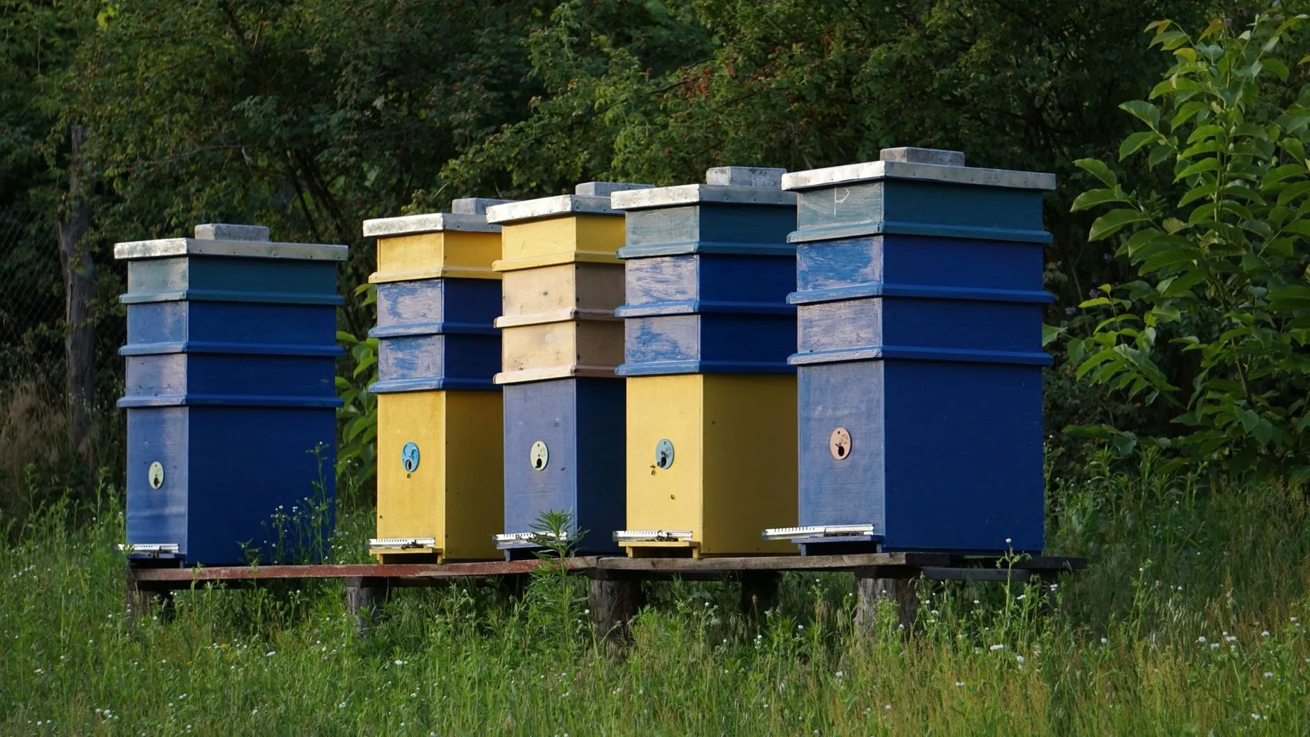 Five blue and yellow hives standing on a platform in long grass