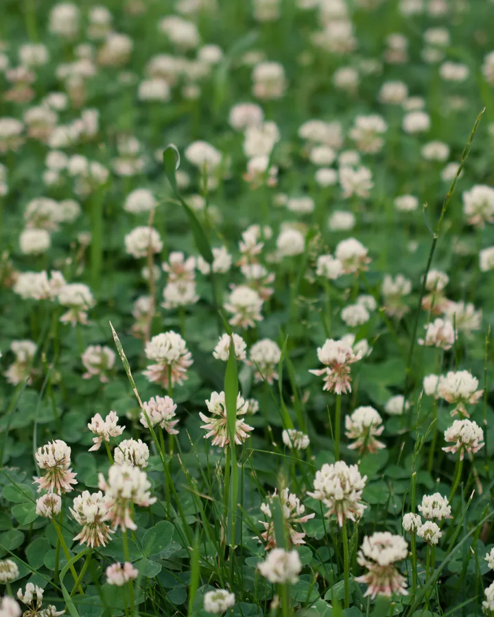 White clover in flower across a summer ley.