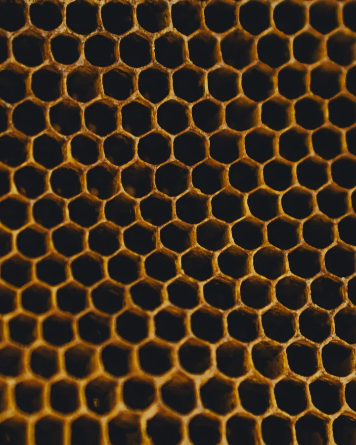 Drawn comb with nothing in it — no nectar, no cappings.