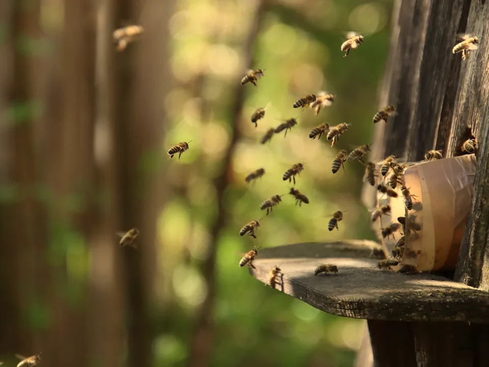Bees flying in and out of a hive entrance.