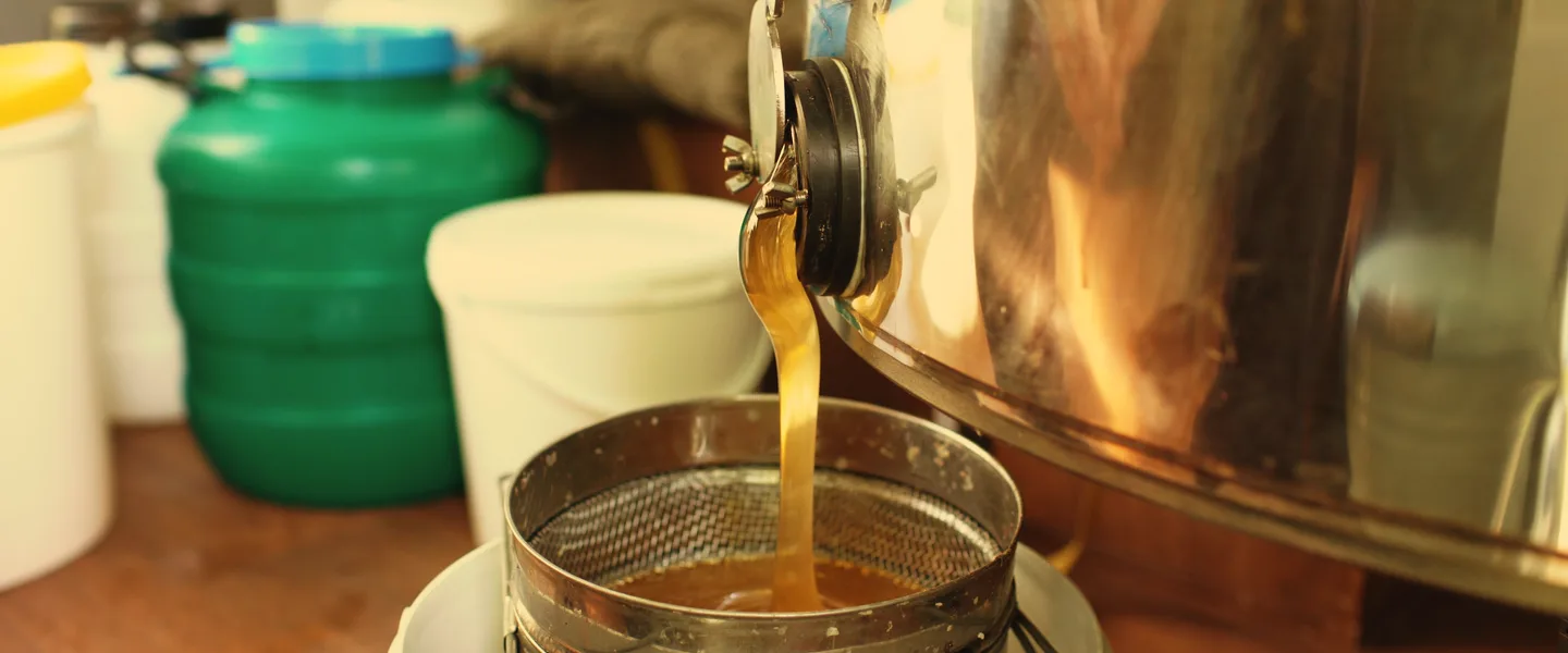 Honey running out of a stainless extractor through a strainer.