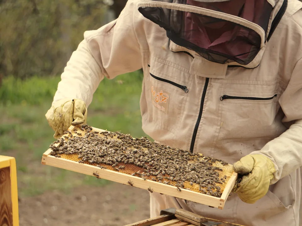A beekeeper lifting a frame of bees clear of the brood box.